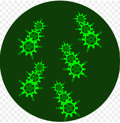 Bacteria